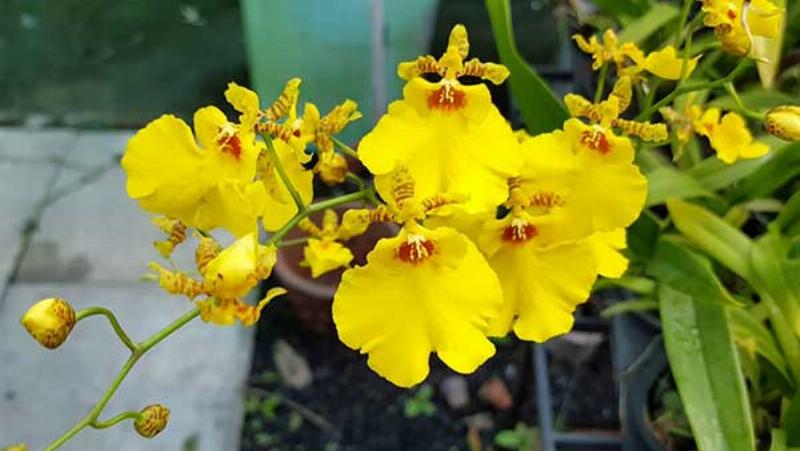 Hinh anh cac loai gia the nhu vo thong than cui va cac loai chau trong cho lan gia hac phi diep